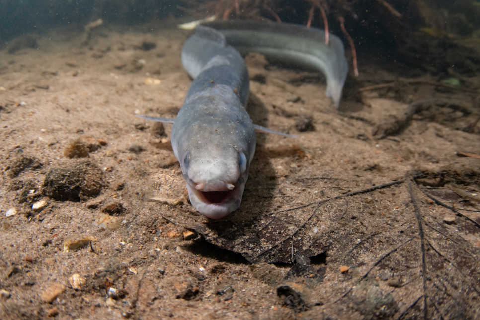 Nights, camera, action! Device to record voyaging eels during hours of darkness installed at Gloucestershire reserve marking World Fish Migration Day